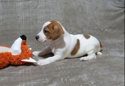 Цуценята Джек Рассел тер'єр з документами клубу КСУ