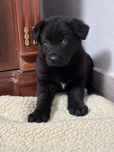 Цуценята німецької вівчарки