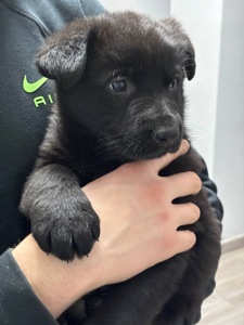 Цуценята німецької вівчарки