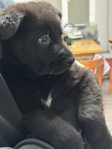 Цуценята німецької вівчарки