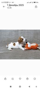 Цуценята Джек Рассел тер'єр з документами клубу КСУ