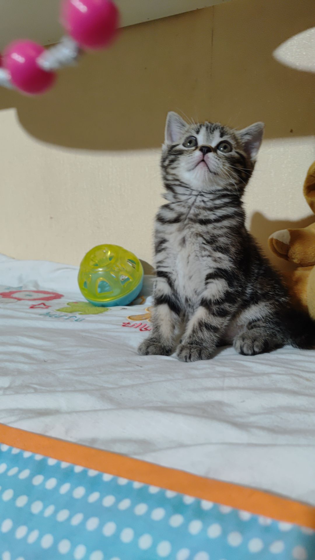 Шотландські кошенята.