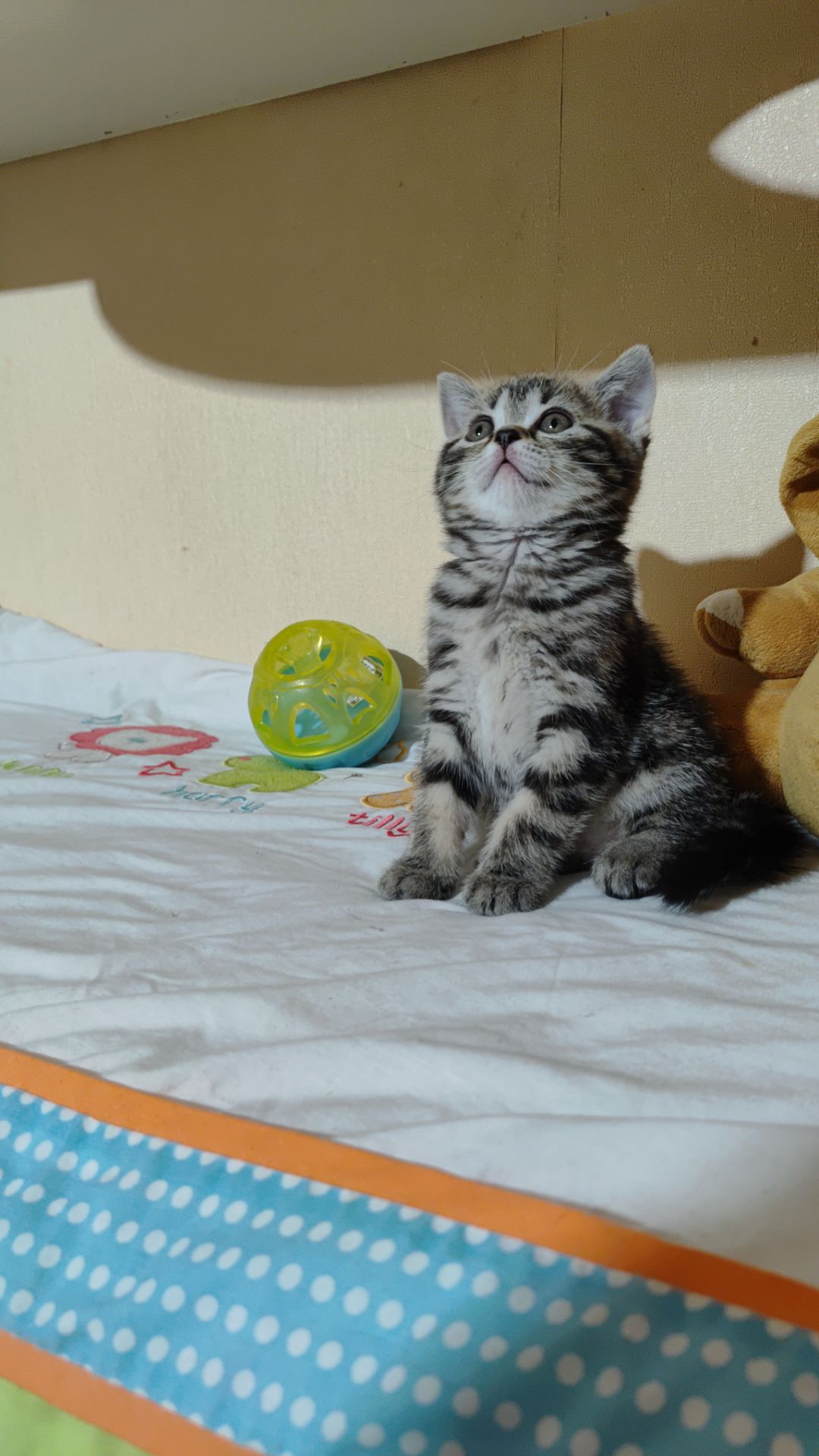 Шотландські кошенята.