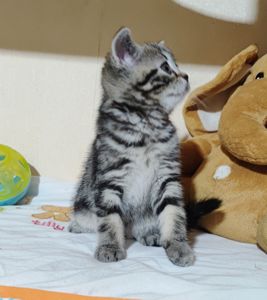 Шотландські кошенята.