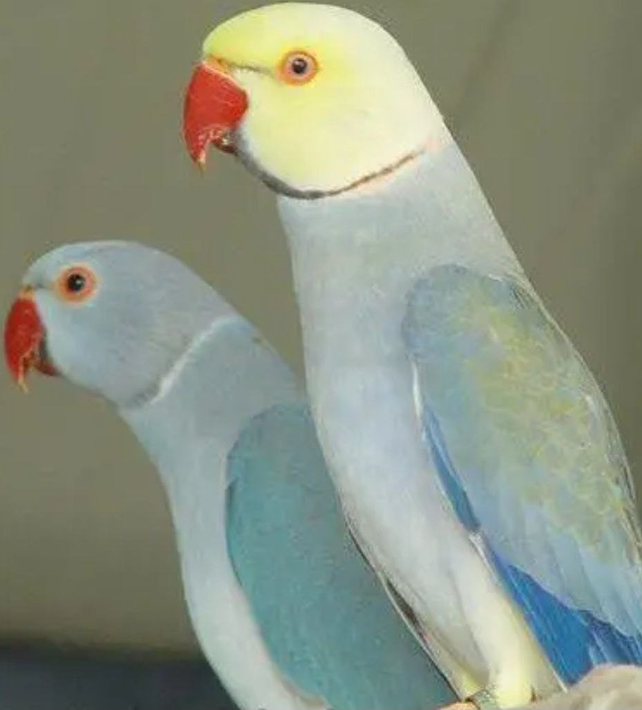 Красивые Ожерелловые