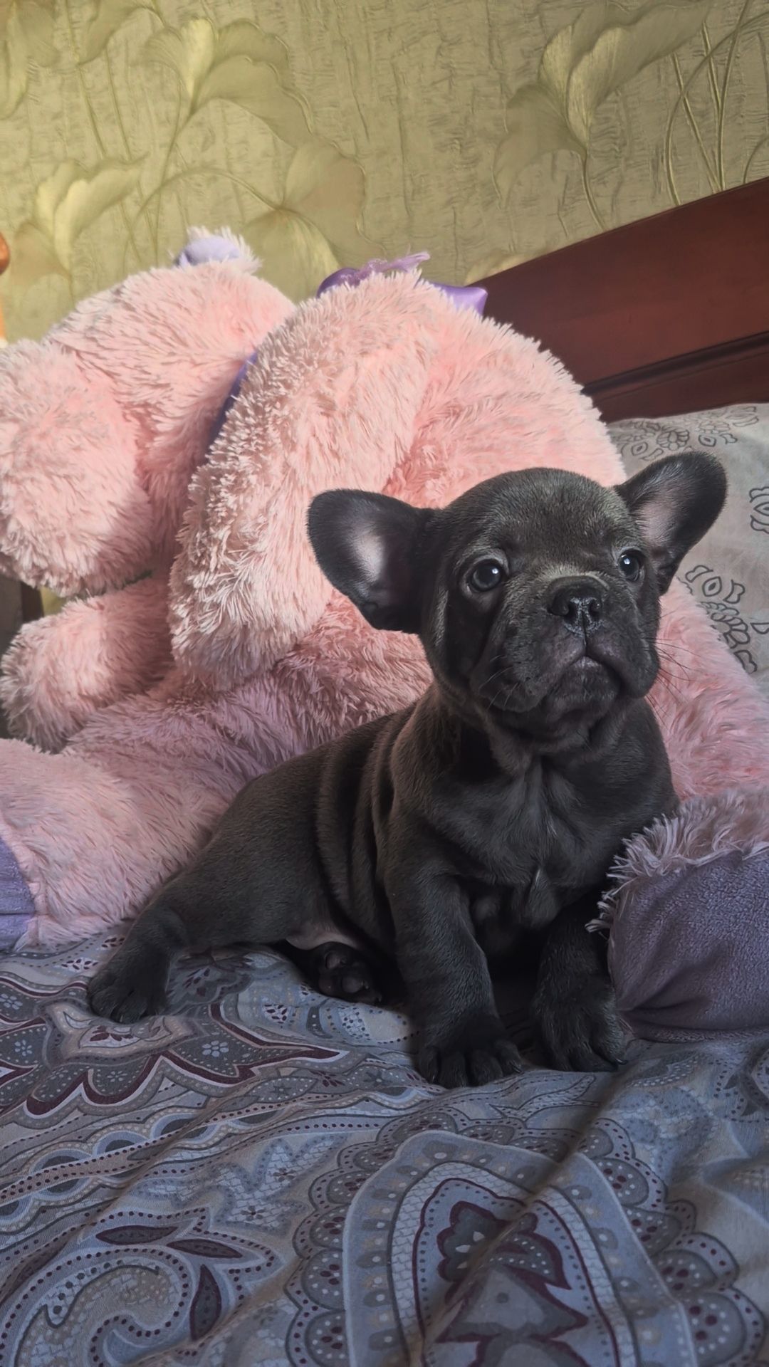 Голубий французький бульдог