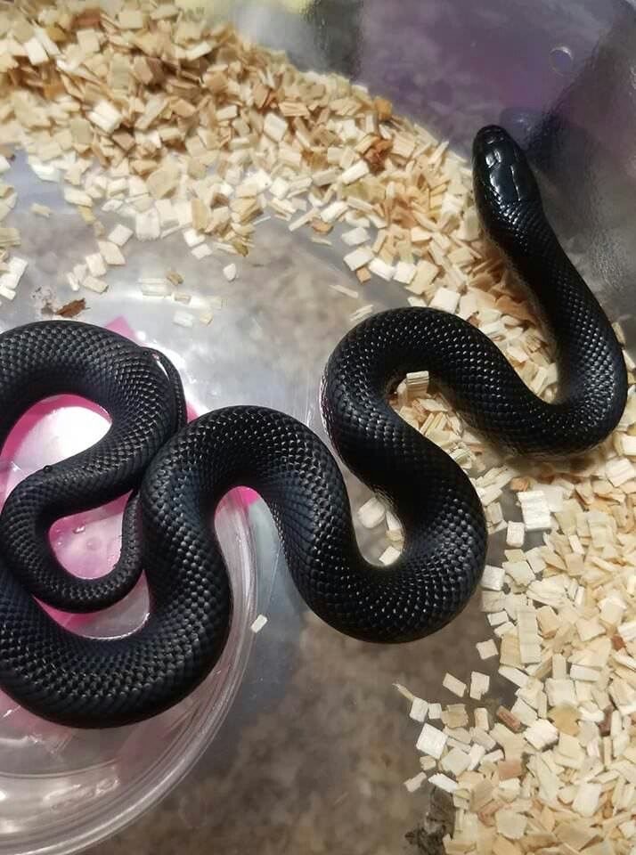 Мексиканська чорна королівська змія Нігріта