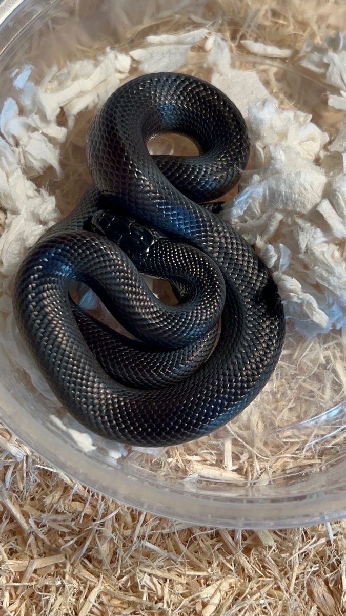 Мексиканська чорна королівська змія Нігріта