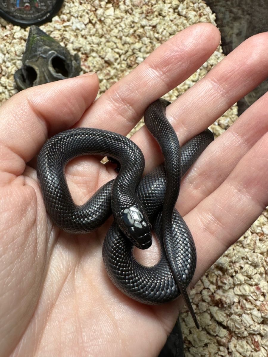 Мексиканська чорна королівська змія Нігріта