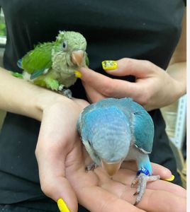 Малыши монаха под разгово