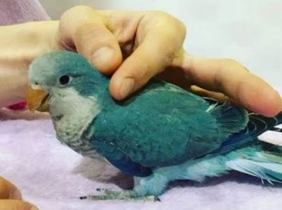 Малыши монаха под разгово