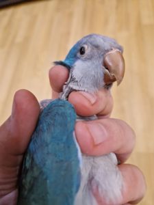 Малыши монаха под разгово