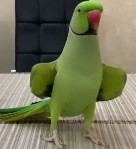 Ожереловые попугайчики разного возраста и окраса