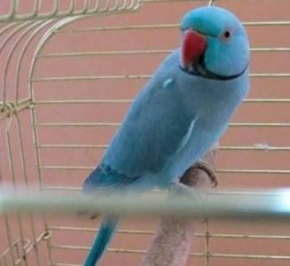 Ожереловые попугайчики разного возраста и окраса