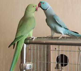 Ожереловые попугайчики разного возраста и окраса