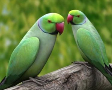 Красивые Ожерелловые