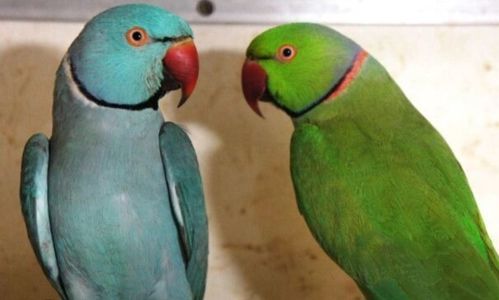 Красивые Ожерелловые