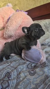 Голубий французький бульдог