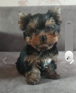 Дітки йоркширського тер'єра