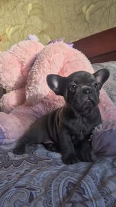 Голубий французький бульдог