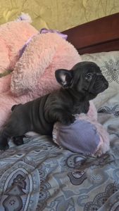 Голубий французький бульдог