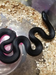Мексиканська чорна королівська змія Нігріта
