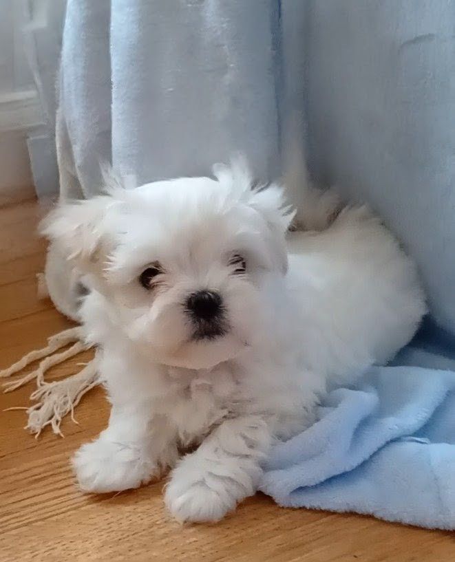 Дівчатка мальтезе