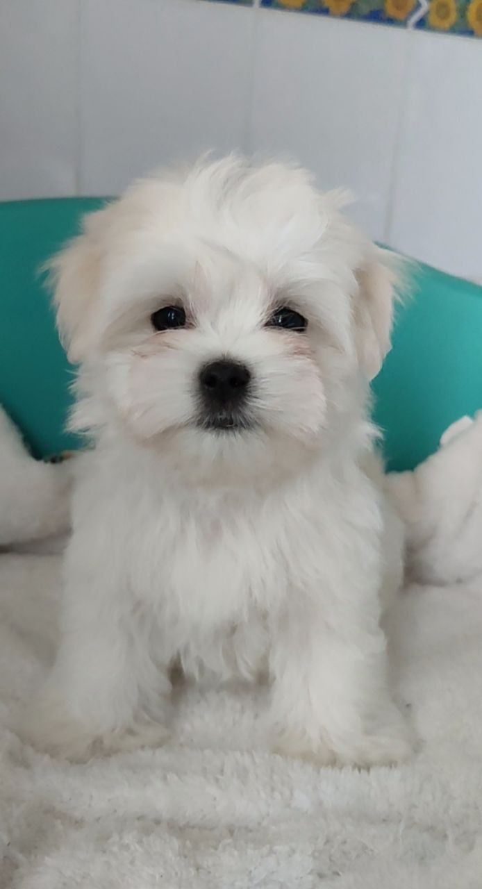 Хлопчики мальтезе (мальтійська болонка)