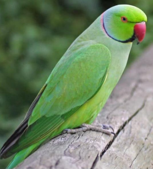 Красивые Ожереловые попугайчики