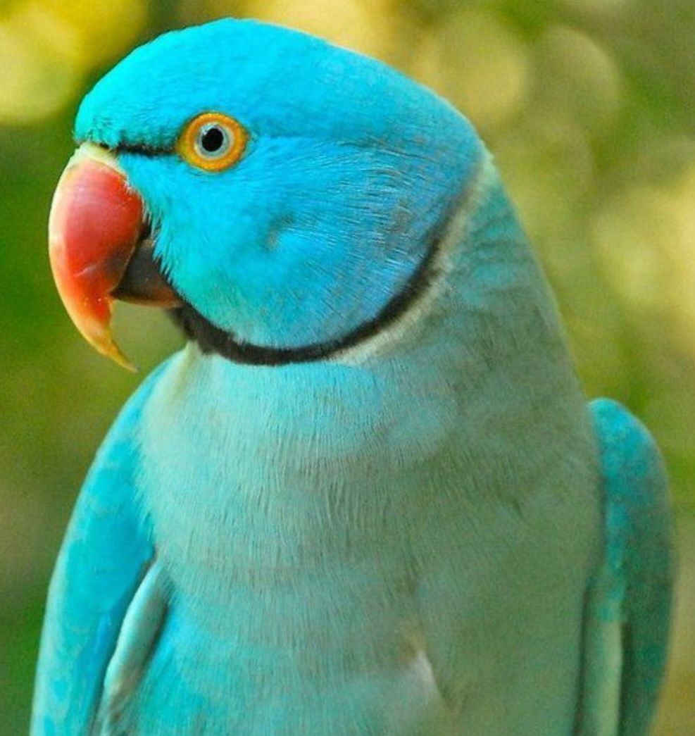 Красивые Ожереловые попугайчики