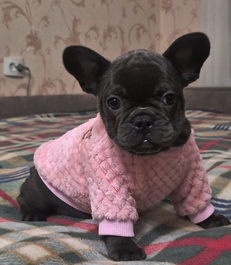 Голубий французький бульдог