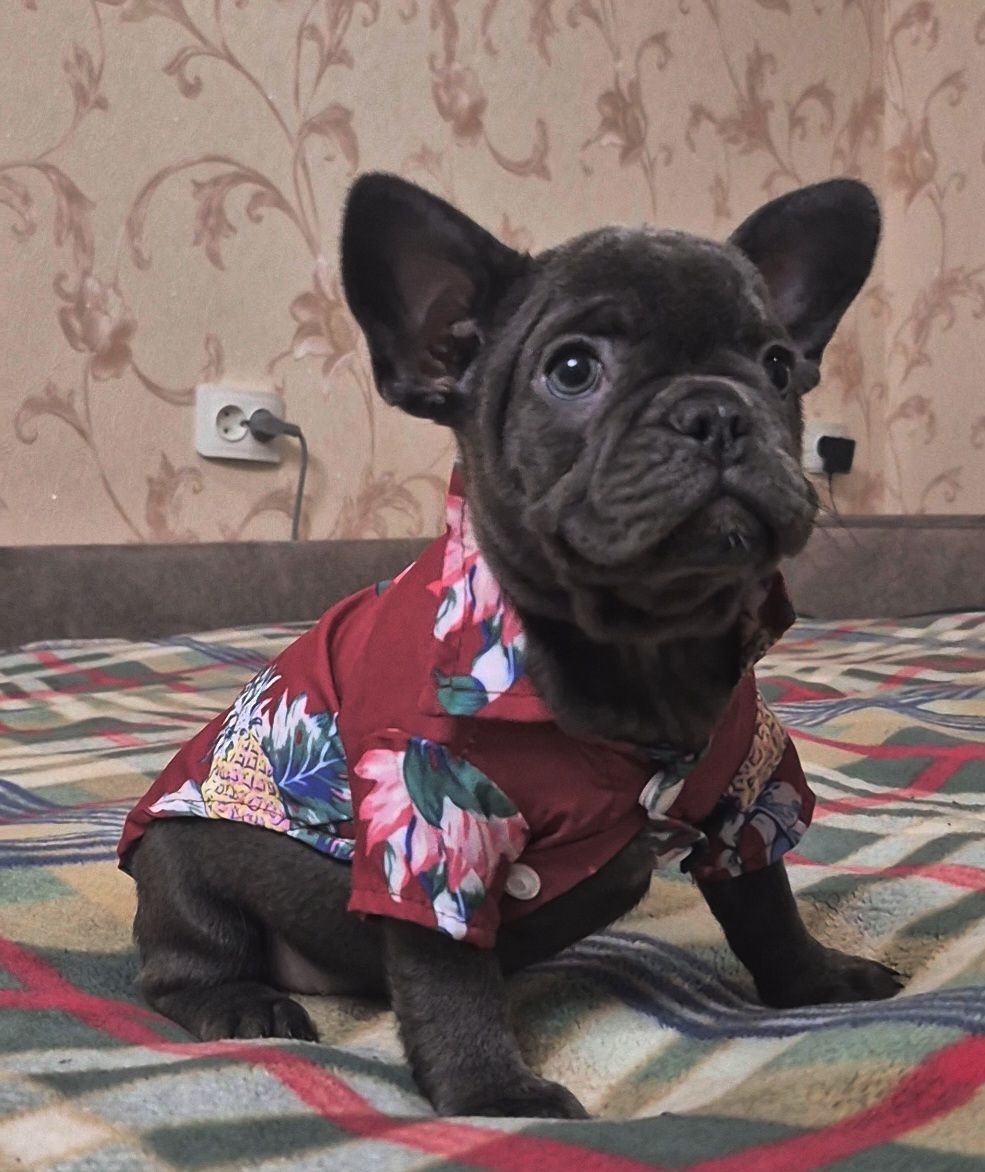 Голубий французький бульдог