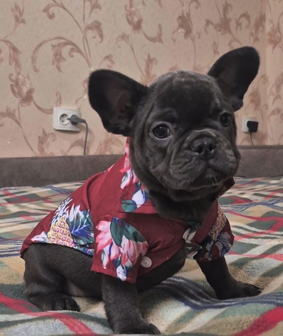 Голубий французький бульдог