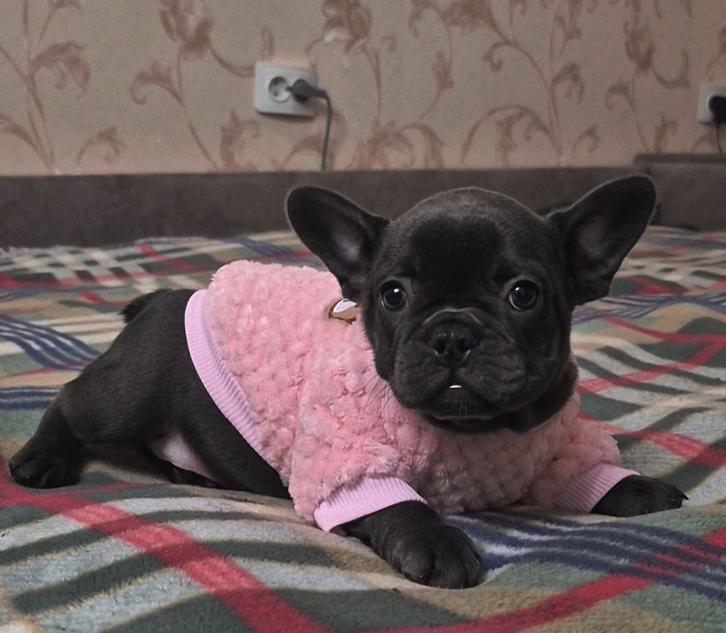 Голубий французький бульдог