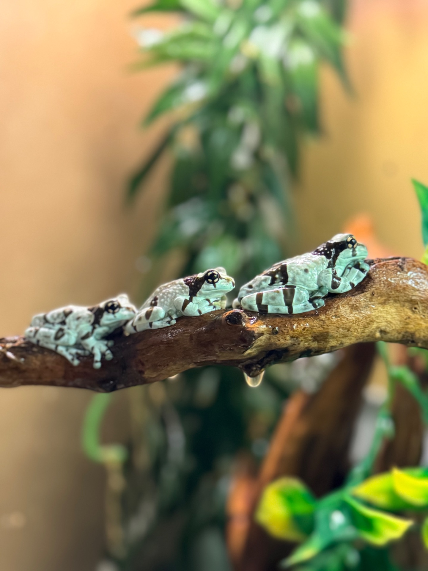 Амазонська жабовидна квакша та австралійська квакша