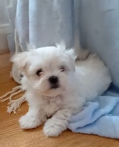 Дівчатка мальтезе