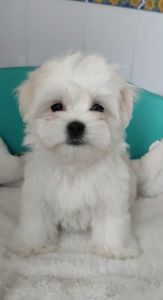 Хлопчики мальтезе (мальтійська болонка)