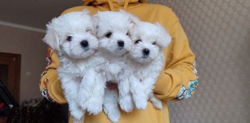 Цуценята мальтезе