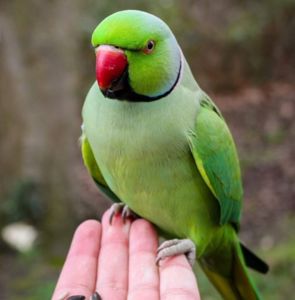 Красивые Ожереловые попугайчики