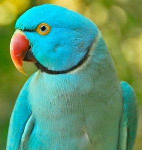 Красивые Ожереловые попугайчики