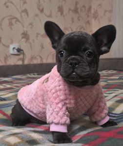 Голубий французький бульдог