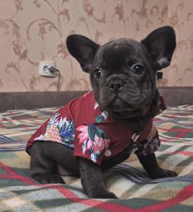 Голубий французький бульдог