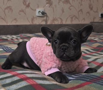 Голубий французький бульдог