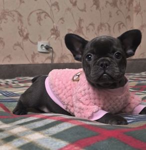 Голубий французький бульдог