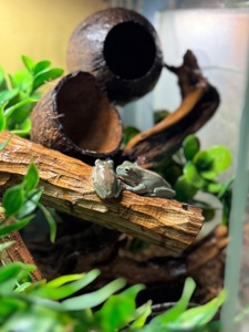 Амазонська жабовидна квакша та австралійська квакша