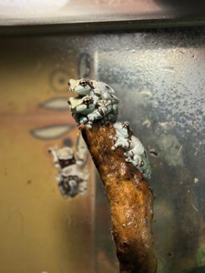 Амазонська жабовидна квакша та австралійська квакша