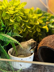 Амазонська жабовидна квакша та австралійська квакша