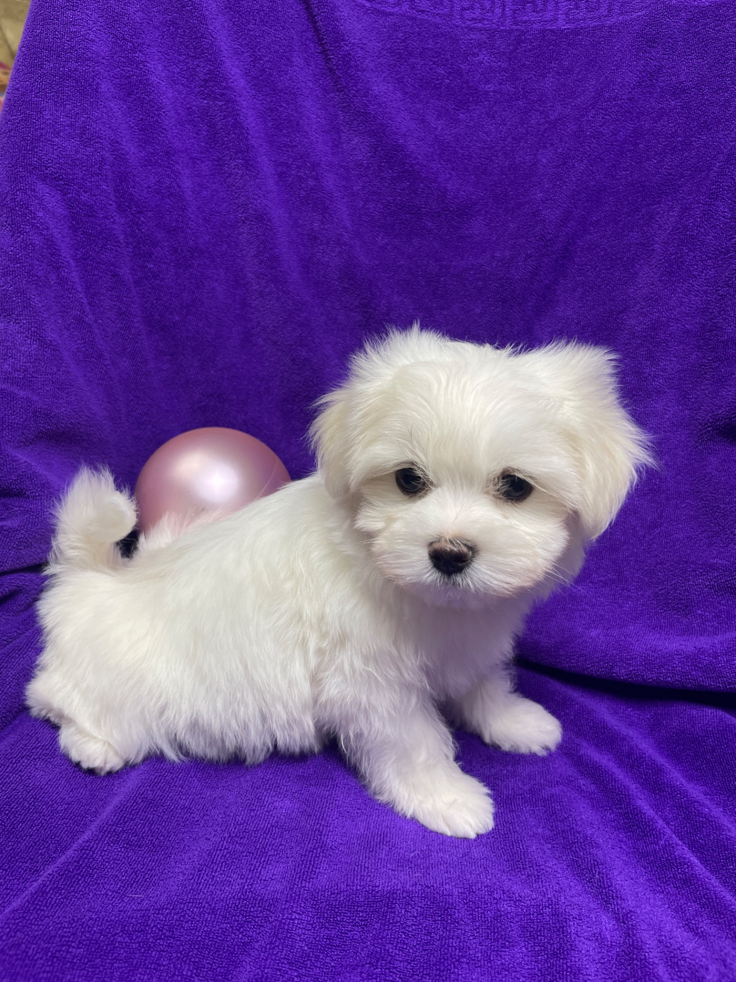 Хлопчики мальтезе