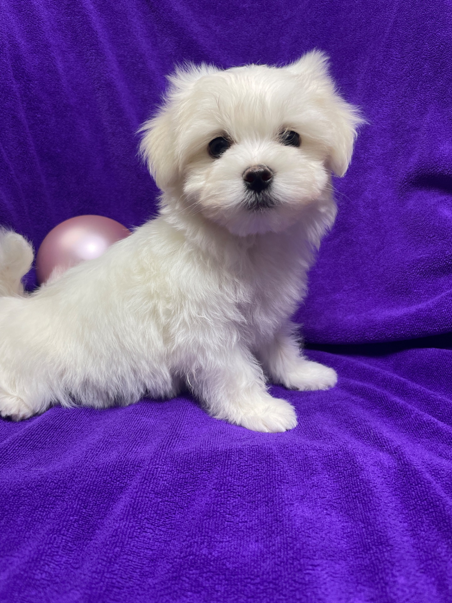 Хлопчики мальтезе