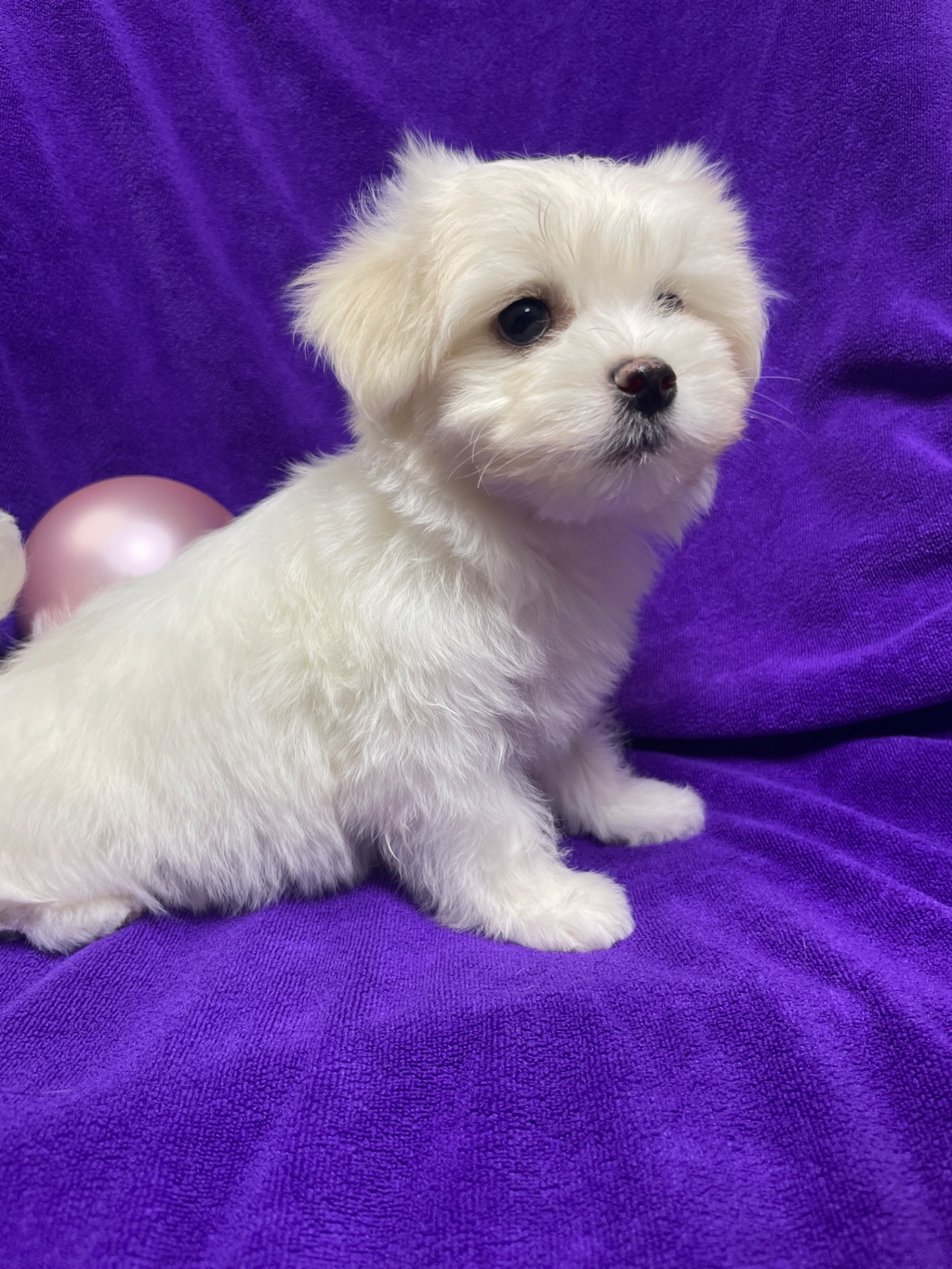 Хлопчики мальтезе